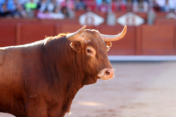 Toros bravos