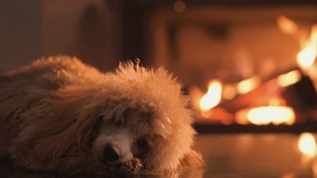 Cinemagraph - Dog lies on the floor over fireplace background. Motion Photo.