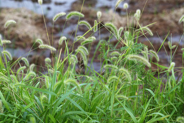 あぜ道のエノコログサ