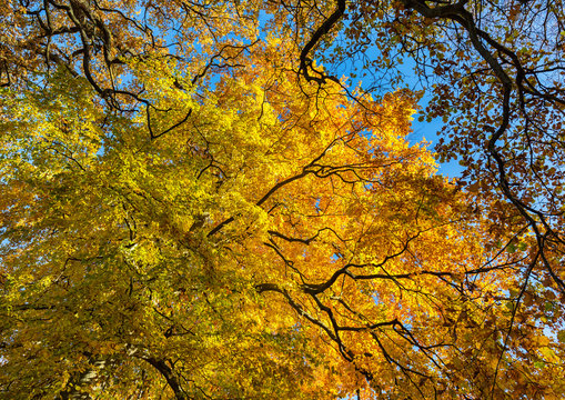 Orange and yellow trees in the forest in autumn.