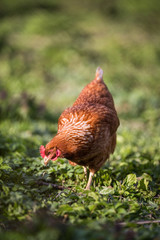 Closeup of a hen in a farmyard (Gallus gallus domesticus)