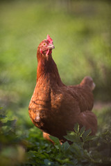 Closeup of a hen in a farmyard (Gallus gallus domesticus)