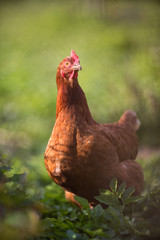 Closeup of a hen in a farmyard (Gallus gallus domesticus)