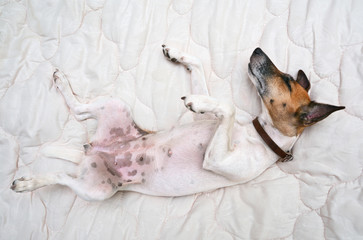 dog is sleeping on his back in bed