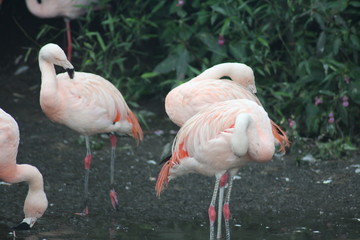 Flamingos