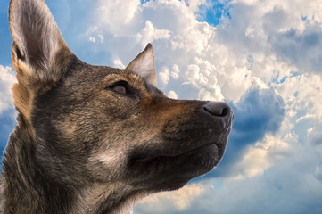 portrait of a dog against the sky, closeup