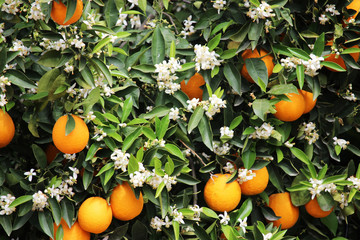 Orange tree foliage
