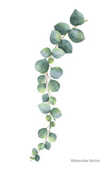 Obraz premium Akwarela wektor ręcznie malowane eukaliptusa srebrny dolar liście i gałęzie.