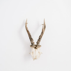 Goat horns on white background. Flat lay, top view hipster concept.
