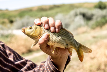 Fish carp in the fisherman's hand