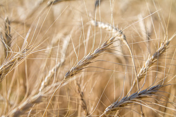 Spikes of wheat in the field