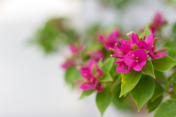 Bougainvillea flowers