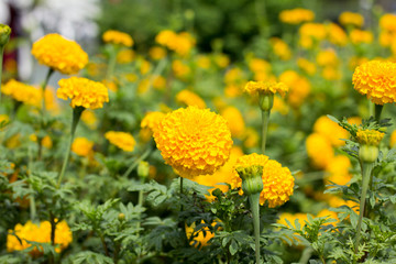 Marigolds flower on tree