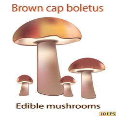 Mushrooms. Edible fungus. Vector illustration to culinary sites or cookbook, vegetarian menu, kitchen interior design.