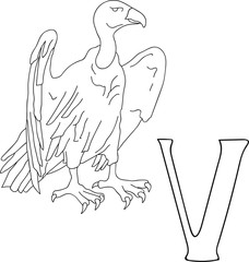 Vector hand drawn illustration capital letter V on alphabet card. Black and white realistic vulture isolated. Kids ABC, school education. Coloring page for children.