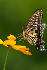 Fototapeta na wymiar swallowtail butterfly