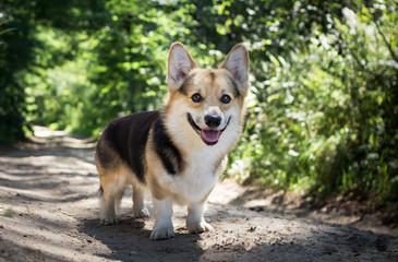 Dog breed Welsh corgi pembroke for a walk in the beautiful forest.