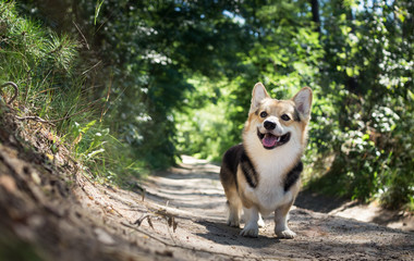 Dog breed Welsh corgi pembroke for a walk in the beautiful forest.