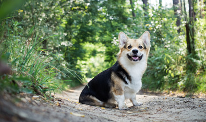 Dog breed Welsh corgi pembroke for a walk in the beautiful forest.