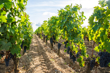 Fototapeta na wymiar Vine from the Medoc region close to Bordeaux city