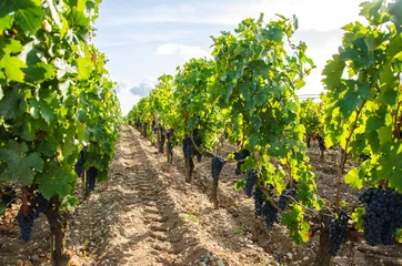 Fotobehang Vine from the Medoc region close to Bordeaux city © mickael