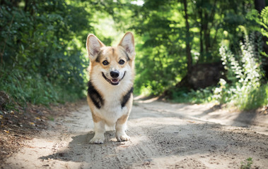 Dog breed Welsh corgi pembroke for a walk in the beautiful forest.