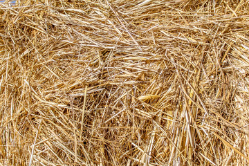 Dry straw as a background abstract