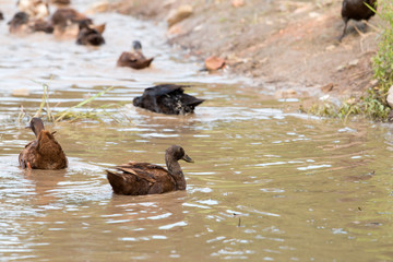 Group of ducks