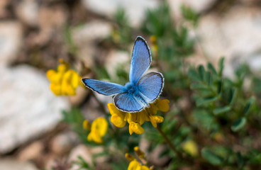 butterfly