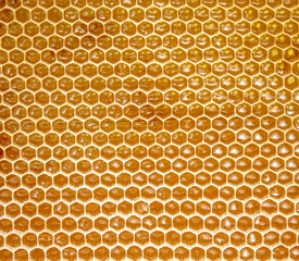 Honeycombs with honey as a background
