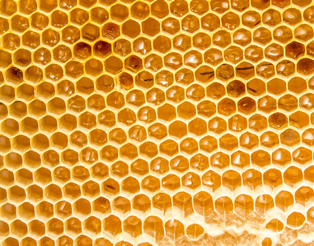 Honeycombs with honey as a background