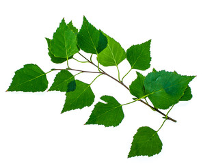 Green twig of a birch on a white background