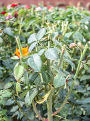 Cropped roses on the flowerbed