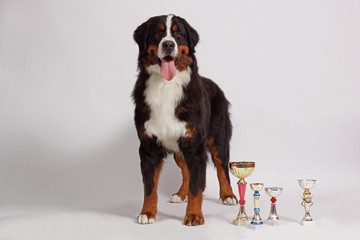 BERNER SENNENHUND dog