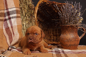 DOGUE DE BORDEAUX dog