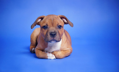 STAFFORDSHIRE BULL TERRIER
