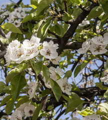 Flowering apricot tree