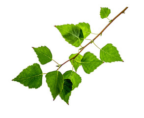 Birch branch on a white background