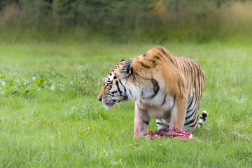 Fototapeta na wymiar Wild Amur tiger
