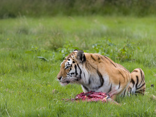 Russian Amur tiger