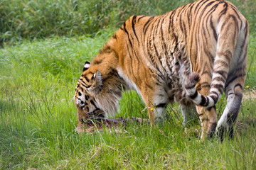 Amur tiger profile