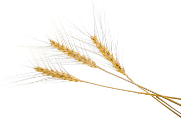 Obraz premium Wheat ears on white background
