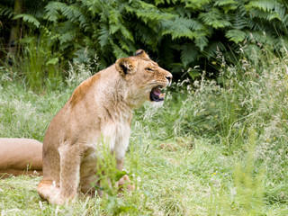 Roaring young African lioness