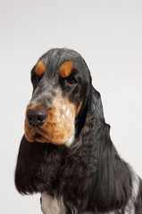 english spaniel