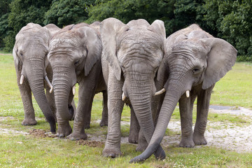 Herd of four elephants