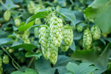 Hop cones in natur