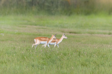 Nile Lechwe antelope