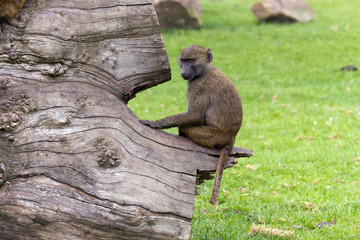 Sitting olive baboon