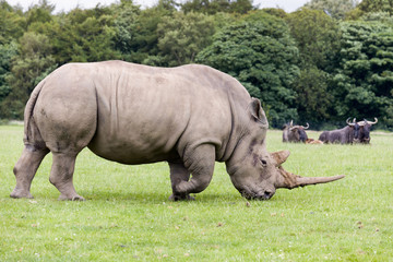 Fototapeta premium Adult African White Rhino