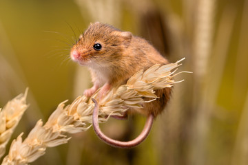 Funny Harvest Mouse